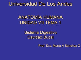 Universidad De Los Andes ANATOMÍA HUMANA UNIDAD VII TEMA 1 Sistema Digestivo Cavidad Bucal Prof. Dra. María A Sánchez C 