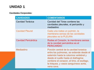 UNIDAD 1
Cavidades Corporales:

      CAVIDADES             COMENTARIOS
      Cavidad Torácica      Cavidad del Tórax contiene las
                            cavidades pleurales, el pericardio y
                            mediastino
      Cavidad Pleural       Cada una rodea un pulmón, la
                            membrana serosa de las cavidades
                            pleurales es la PLEURA
      Cavidad Pericárdica   Rodea al Corazón, la membrana serosa
                            de la cavidad pericárdica es el
                            PERICARDIO
      Mediastino            Porción central de la cavidad toraxica
                            entre los pulmones, se extiende desde el
                            esternón hasta la columna vertebral y
                            desde el cuello hasta el diafragma;
                            contiene el corazon, el timo, el esofago,
                            la tráquea, y vasos sanguíneos aorta,
                            vena cava.
 