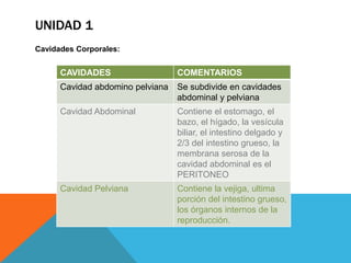 UNIDAD 1
Cavidades Corporales:


      CAVIDADES                   COMENTARIOS
      Cavidad abdomino pelviana   Se subdivide en cavidades
                                  abdominal y pelviana
      Cavidad Abdominal           Contiene el estomago, el
                                  bazo, el hígado, la vesícula
                                  biliar, el intestino delgado y
                                  2/3 del intestino grueso, la
                                  membrana serosa de la
                                  cavidad abdominal es el
                                  PERITONEO
      Cavidad Pelviana            Contiene la vejiga, ultima
                                  porción del intestino grueso,
                                  los órganos internos de la
                                  reproducción.
 
