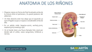 Anatomia Urinaria.pptx