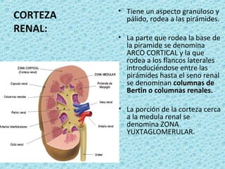 Anatomia urinario | PPT