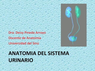 ANATOMIA DEL SISTEMA
URINARIO
Dra: Deisy Pineda Arroyo
Docente de Anatomía
Universidad del Sinú
 