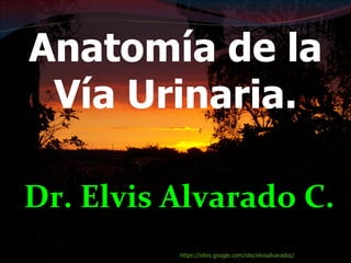 Dr. Elvis Alvarado C. Anatomía de la Vía Urinaria. https://sites.google.com/site/elvisalvaradoc / 
