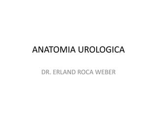 ANATOMIA UROLOGICA
DR. ERLAND ROCA WEBER
 