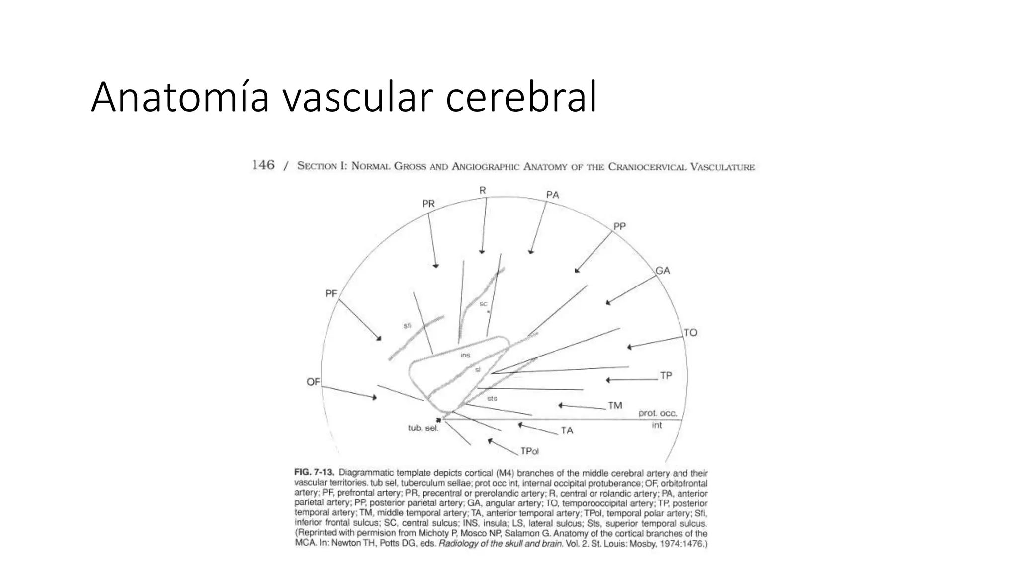 Vascular Rarea anatomia vascular.pptx arterial venoso | PPTX
