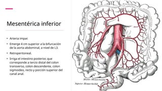 Anatomia vascular del abdomen y la pelvis | PPTX