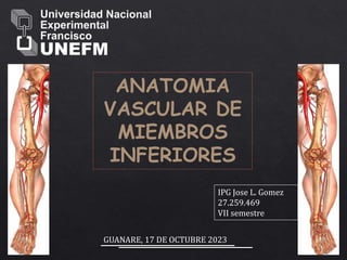 ANATOMIA
VASCULAR DE
MIEMBROS
INFERIORES
IPG Jose L. Gomez
27.259.469
VII semestre
GUANARE, 17 DE OCTUBRE 2023
 