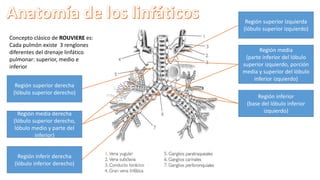Concepto clásico de ROUVIERE es:
Cada pulmón existe 3 renglones
diferentes del drenaje linfático
pulmonar: superior, medio e
inferior
Región superior derecha
(lóbulo superior derecho)
Región media derecha
(lóbulo superior derecho,
lóbulo medio y parte del
inferior)
Región inferir derecha
(lóbulo inferior derecho)
Región superior izquierda
(lóbulo superior izquierdo)
Región media
(parte inferior del lóbulo
superior izquierdo, porción
media y superior del lóbulo
inferior izquierdo)
Región inferior
(base del lóbulo inferior
izquierdo)
 
