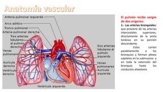 El pulmón recibe sangre
de dos orígenes:
1.- Las arterias bronquiales:
que proviene de las arterias
intercostales superiores,
directamente de la aorta
torácica en su porción
descendente.
Estos corren
paralelamente a los
bronquios y forman plexos
capilares en la submucosa y
en toda la extensión del
bronquio hasta los
conductos alveolares
 