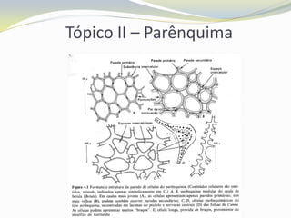 Tópico II – Parênquima

 