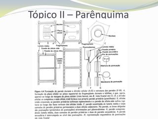 Tópico II – Parênquima

 