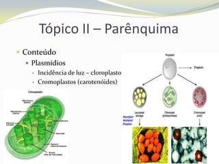 Tópico II – Parênquima
 Conteúdo
 Plasmídios



Incidência de luz – cloroplastos;
Cromoplastos (carotenóides)

 