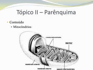 Tópico II – Parênquima
 Conteúdo
 Mitocôndrios

 