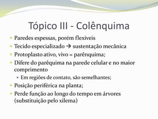 Tópico III - Colênquima
 Paredes espessas, porém flexíveis
 Tecido especializado  sustentação mecânica
 Protoplasto ativo, vivo = parênquima;

 Difere do parêquima na parede celular e no maior

comprimento
 Em regiões de contato, são semelhantes;

 Posição periférica na planta;
 Perde função ao longo do tempo em árvores

(substituição pelo xilema)

 