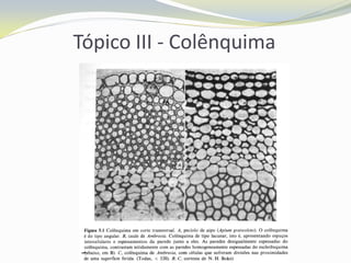Tópico III - Colênquima

 