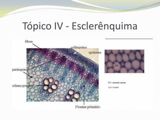 Tópico IV - Esclerênquima

 