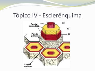 Tópico IV - Esclerênquima

 