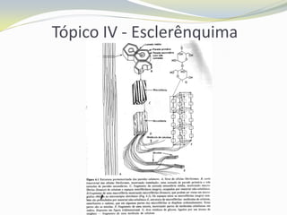 Tópico IV - Esclerênquima

 