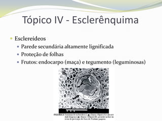 Tópico IV - Esclerênquima
 Esclereídeos
 Parede secundária altamente lignificada
 Proteção de folhas
 Frutos: endocarpo (maça) e tegumento (leguminosas)

 