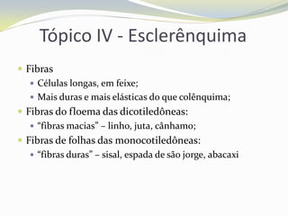 Tópico IV - Esclerênquima
 Fibras
 Células longas, em feixe;
 Mais duras e mais elásticas do que colênquima;
 Fibras do floema das dicotiledôneas:
 “fibras macias” – linho, juta, cânhamo;
 Fibras de folhas das monocotiledôneas:
 “fibras duras” – sisal, espada de são jorge, abacaxi

 
