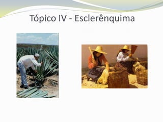 Tópico IV - Esclerênquima

 