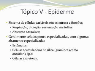 Tópico V - Epiderme
 Sistema de células variáveis em estrutura e funções
 Respiração, proteção, sustentação nas folhas;
 Absorção nas raízes;
 Geralmente células pouco especializadas, com algumas

altamente especializadas
 Estômatos;

 Células acumuladoras de sílica (gramíneas como

brachiaria sp.);
 Células excretoras;

 