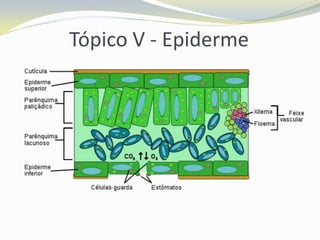Tópico V - Epiderme

 
