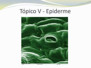Tópico V - Epiderme

 