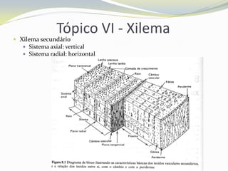Tópico VI - Xilema

 Xilema secundário
 Sistema axial: vertical
 Sistema radial: horizontal

 