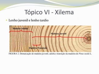 Tópico VI - Xilema
 Lenho juvenil e lenho tardio

 