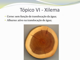 Tópico VI - Xilema
 Cerne: sem função de translocação da água;
 Alburno: ativo na translocação de água;

 