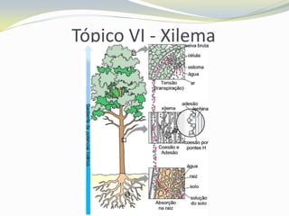 Tópico VI - Xilema

 