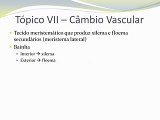Tópico VII – Câmbio Vascular
 Tecido meristemático que produz xilema e floema

secundários (meristema lateral)
 Bainha
 Interior  xilema
 Exterior  floema

 
