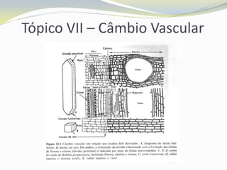 Tópico VII – Câmbio Vascular

 