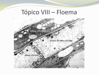 Tópico VIII – Floema

 