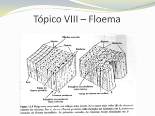 Tópico VIII – Floema

 