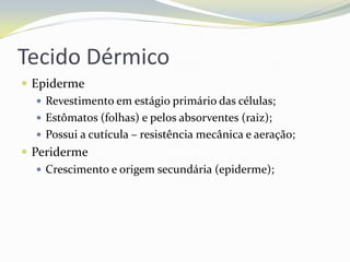 Tecido Dérmico
 Epiderme
 Revestimento em estágio primário das células;
 Estômatos (folhas) e pelos absorventes (raiz);
 Possui a cutícula – resistência mecânica e aeração;
 Periderme
 Crescimento e origem secundária (epiderme);

 
