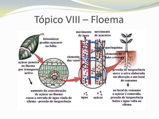 Tópico VIII – Floema

 