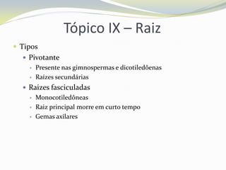 Tópico IX – Raiz
 Tipos
 Pivotante



Presente nas gimnospermas e dicotiledôenas
Raízes secundárias

 Raizes fasciculadas




Monocotiledôneas
Raiz principal morre em curto tempo
Gemas axilares

 
