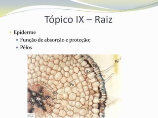 Tópico IX – Raiz
 Epiderme
 Função de absorção e proteção;
 Pêlos

 