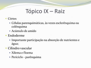 Tópico IX – Raiz
 Córtex
 Células parenquimáticas, às vezes esclerênquima ou

colênquima
 Acúmulo de amido

 Endoderme
 Importante participação na absorção de nutrientes e
água;
 Cilindro vascular
 Xilema e floema
 Periciclo - parênquima

 