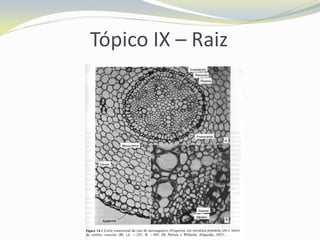 Tópico IX – Raiz

 