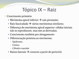 Tópico IX – Raiz
 Crescimento primário
 Meristema apical inferior  raiz pivotante;
 Raiz fasciculada  vários meristemas similares;
 Diferença do meristema apical superior: células iniciais

não se reproduzem, mas sim as derivadas;
 Crescimento também por alongamento
 Diferenciação próxima ao meristema:





Epiderme;
Córtex;
Cilindro vascular

 Raízes laterais  crescem a partir do periciclo

 