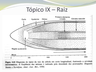 Tópico IX – Raiz

 