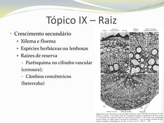 Tópico IX – Raiz
 Crescimento secundário
 Xilema e floema
 Espécies herbáceas ou lenhosas
 Raízes de reserva
Parênquima no cilindro vascular
(cenoura);
 Câmbios concêntricos
(beterraba)


 