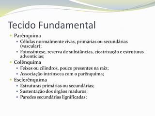 Tecido Fundamental
 Parênquima
 Células normalmente vivas, primárias ou secundárias
(vascular);
 Fotossíntese, reserva de substâncias, cicatrização e estruturas
adventícias;
 Colênquima
 Feixes ou cilindros, pouco presentes na raiz;
 Associação intrínseca com o parênquima;
 Esclerênquima
 Estruturas primárias ou secundárias;
 Sustentação dos órgãos maduros;
 Paredes secundárias lignificadas;

 