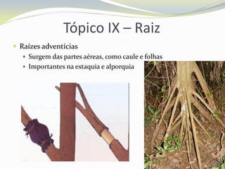 Tópico IX – Raiz
 Raízes adventícias
 Surgem das partes aéreas, como caule e folhas
 Importantes na estaquia e alporquia

 