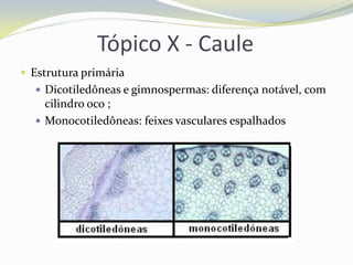Tópico X - Caule
 Estrutura primária
 Dicotiledôneas e gimnospermas: diferença notável, com

cilindro oco ;
 Monocotiledôneas: feixes vasculares espalhados

 