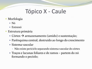 Tópico X - Caule
 Morfologia
 Nó
 Entrenó
 Estrutura primária
 Córtex  armazenamento (amido) e sustentação;

 Parênquima central, destruído ao longo do crescimento
 Sistema vascular


Não existe periciclo separando sistema vascular do córtex

 Traços e lacunas foliares e de ramos – partem do nó

formando o pecíolo;

 