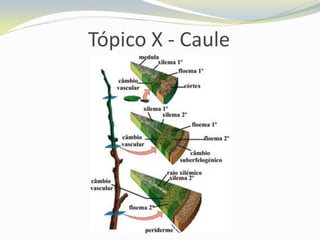 Tópico X - Caule

 